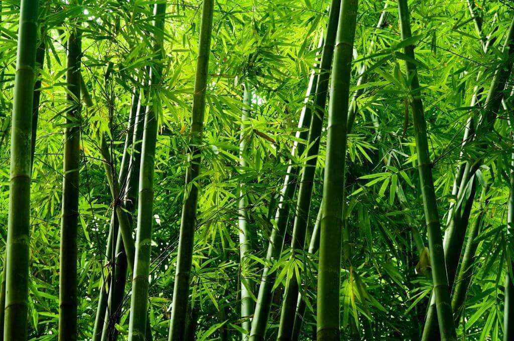 Bambu Kumaş Nedir
